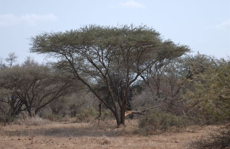 South African Safari and Victoria Falls