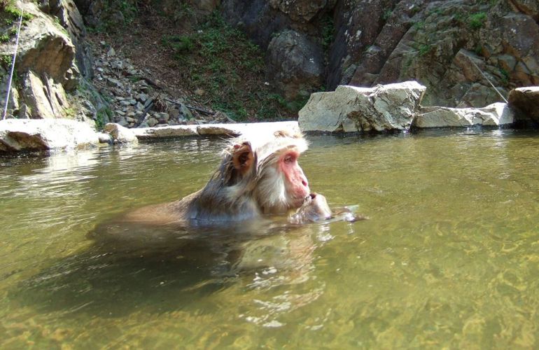 See the Famous Snow Monkeys of Japan
