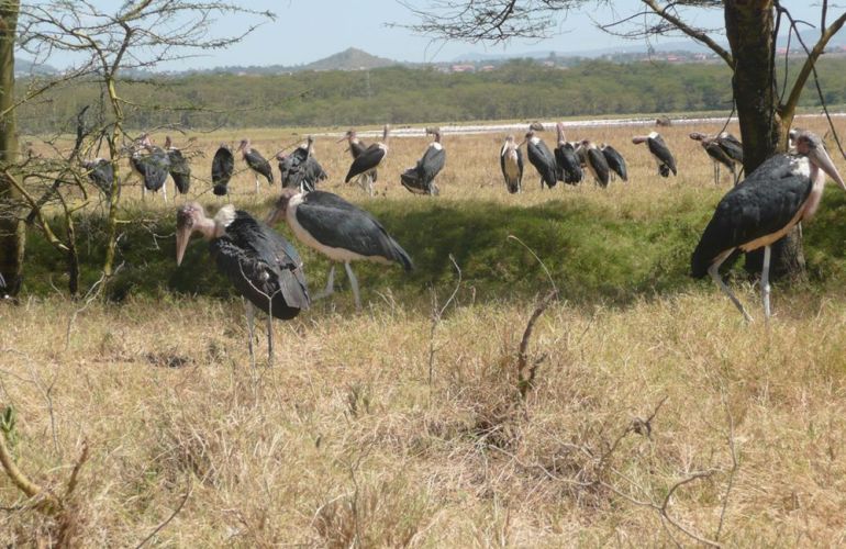 Discover the Cultural Heritage of Uganda, Rwanda & Kenya in this 19-Day Wildlife Adventure