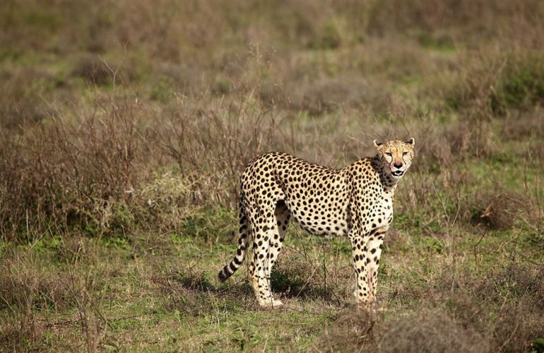 Essence of Tanzania