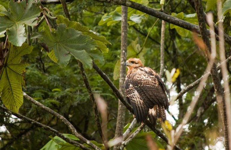 Amazon Riverboat Adventure: 9-Day River Cruise & Wildlife Adventure