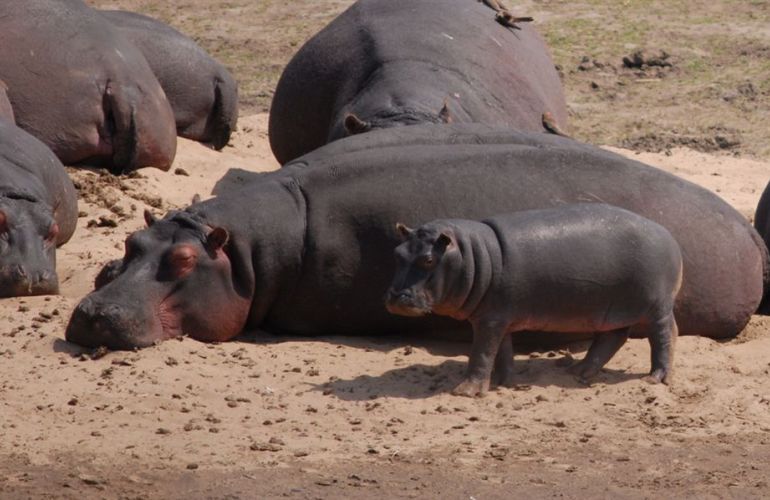 South African Safari and Victoria Falls