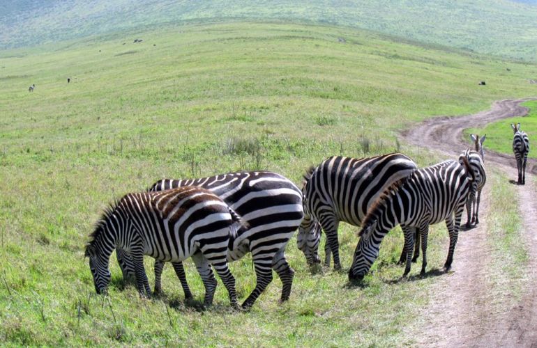 32-Day Wildlife & Cultural Experience in Rwanda, Uganda, Kenya & Tanzania