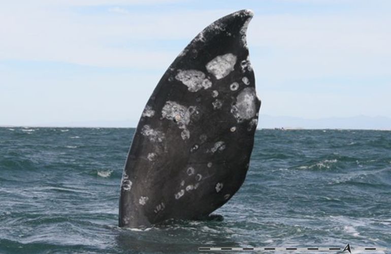 The Extraordinary Whales of Baja