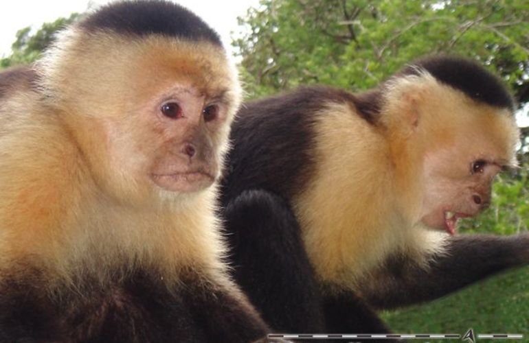 The Natural Jewels of Costa Rica