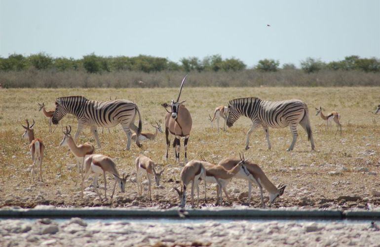Southern African Circuit: 32-Day Cultural & Wildlife Adventure