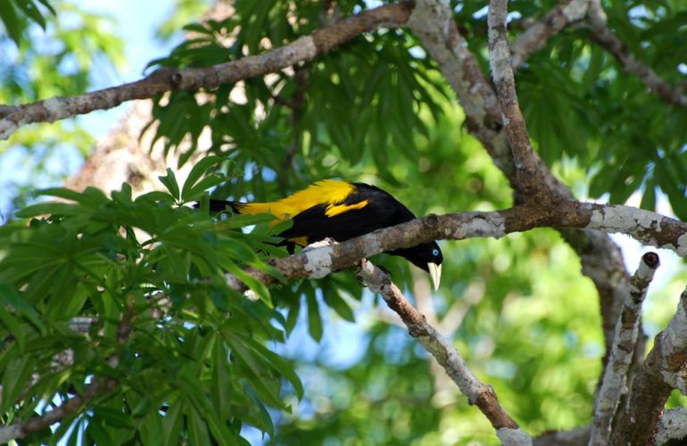 Spend 5 Days Exploring the Amazon of Ecuador