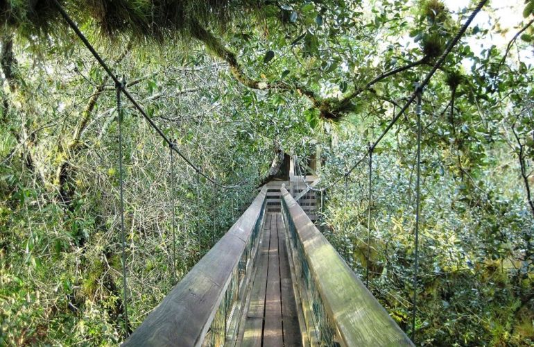 Borneo - Into the Heart of the Rainforest