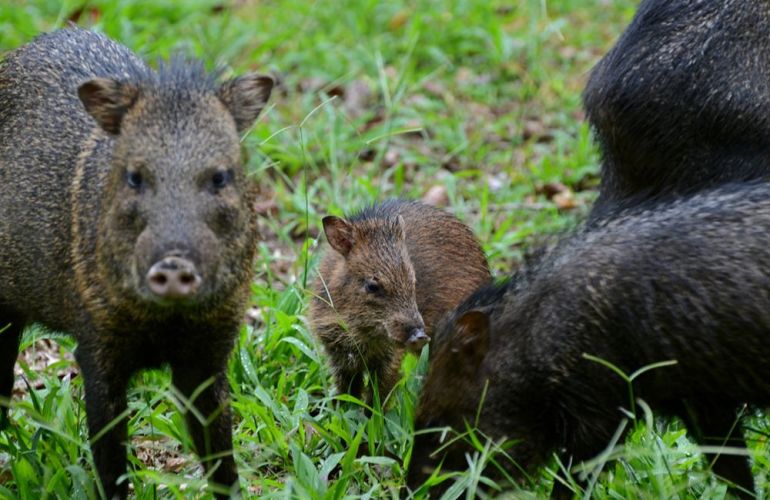 Spend 5 Days Exploring the Amazon of Ecuador