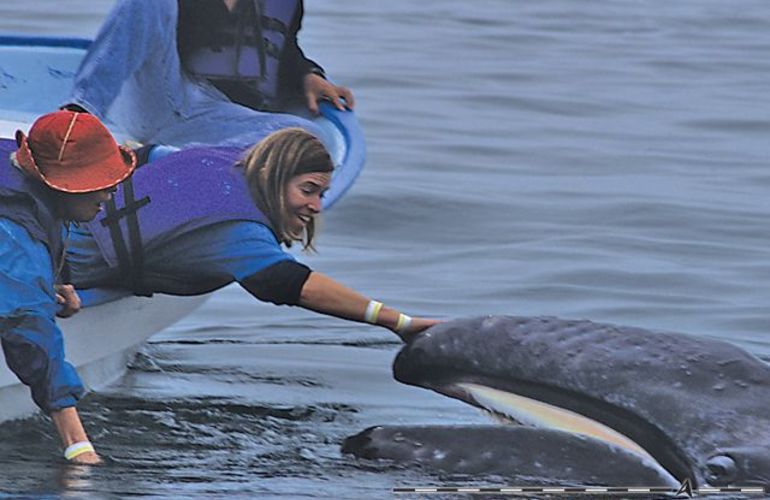 The Extraordinary Whales of Baja