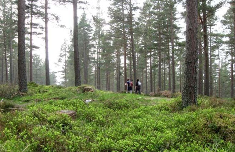 Self-Guided Walking: The Speyside Way