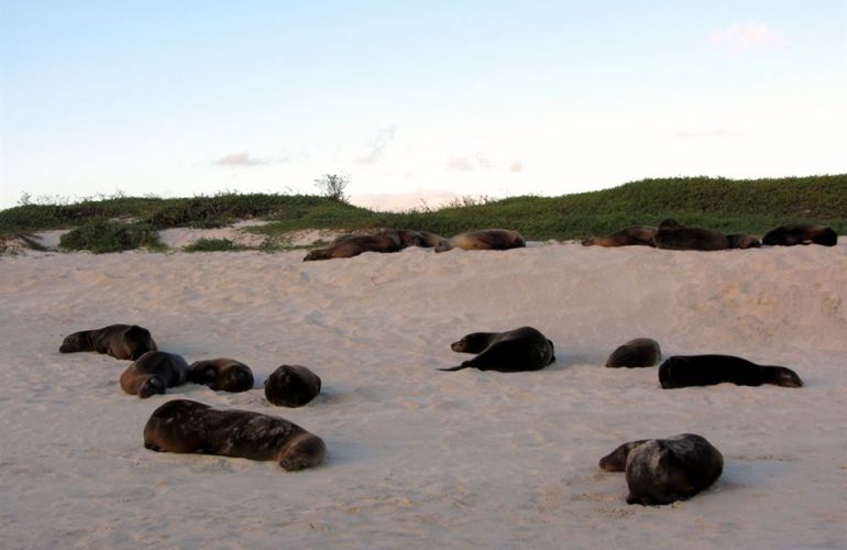 Voyage Galapagos: 7-Day G3 Cruise & Wildlife Adventure in Central Islands