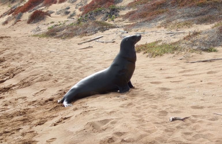 Ecuador's Galapagos Islands (Ecological wonderlands of the Galapagos Islands) - Tour Length: 8 Days