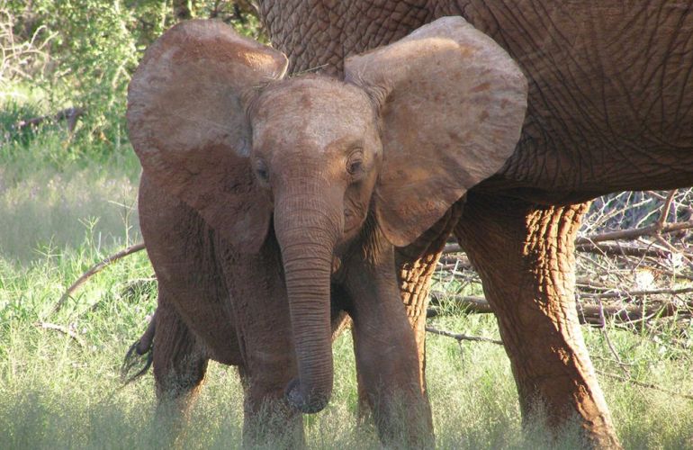 The Hemingway Wing Safari: 14 Days Exploring the Old Africa in Style