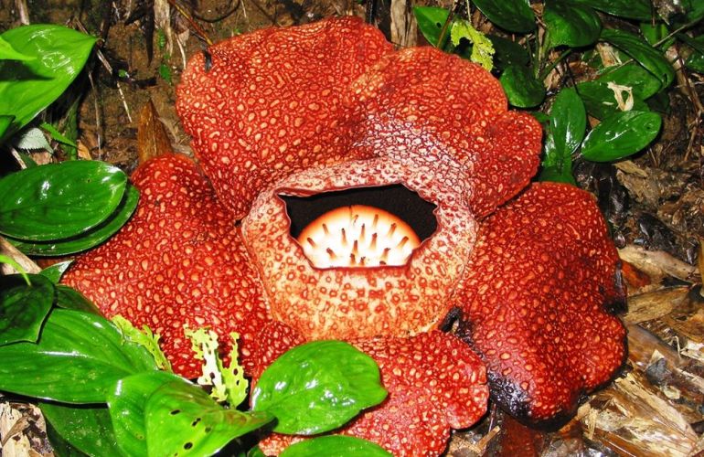 Borneo - Into the Heart of the Rainforest