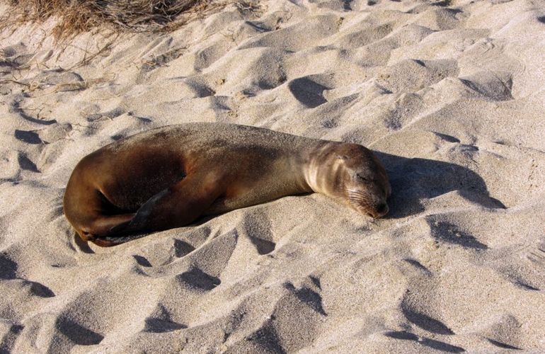 Voyage Galapagos: 7-Day G3 Cruise & Wildlife Adventure in Central Islands
