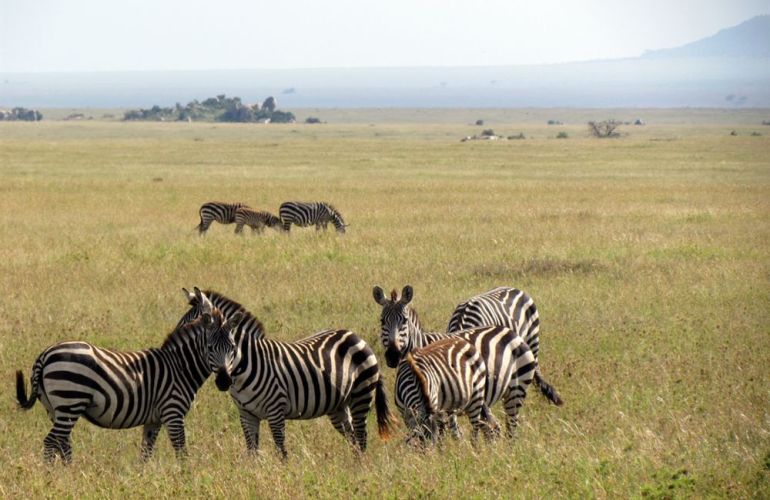 Kenya's 6 Day Overland Adventure and Track The 'Big 5'