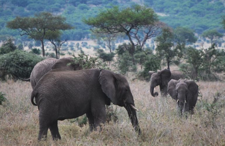 Kilimanjaro Machame Climb & Safari