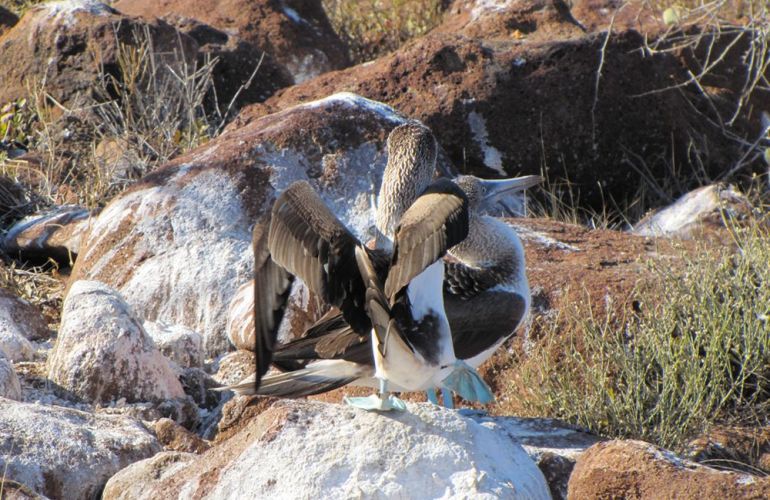 Voyage Galapagos: 7-Day G3 Cruise & Wildlife Adventure in Central Islands