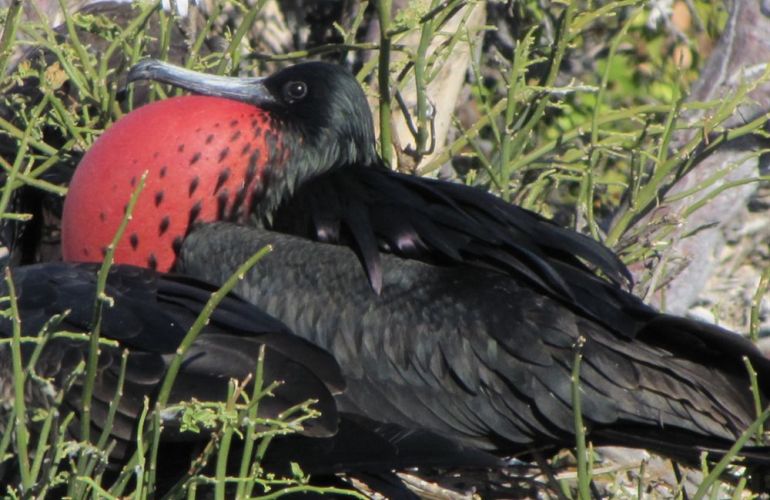 Voyage Galapagos: 7-Day G3 Cruise & Wildlife Adventure in Central Islands