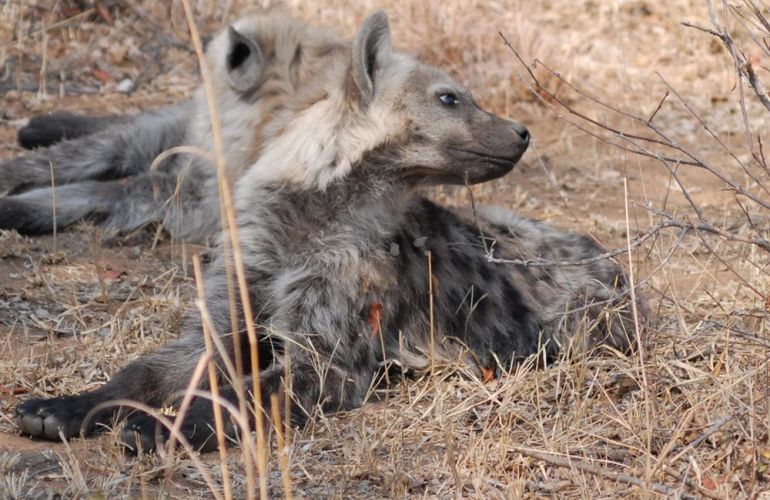 South African Safari and Victoria Falls
