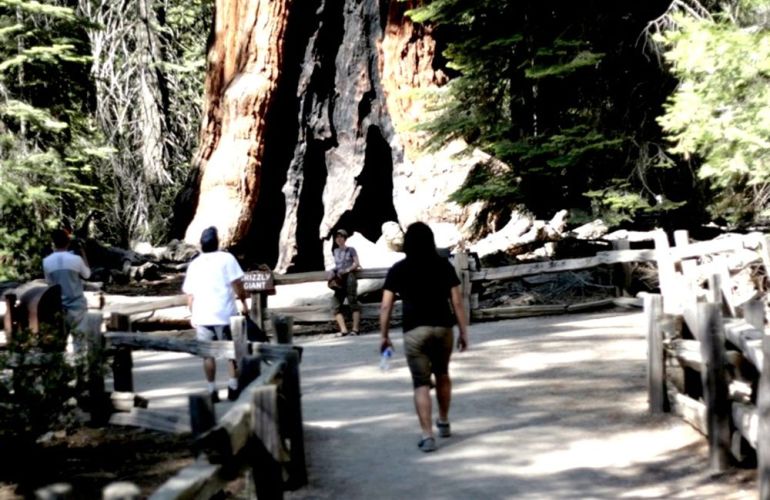 Enjoy A Journey Around Majestic California: The Pacific, Redwoods & Yosemite for 8 Days