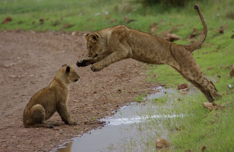 32-Day Wildlife & Cultural Experience in Rwanda, Uganda, Kenya & Tanzania
