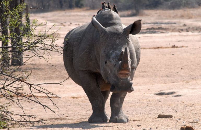 South African Safari and Victoria Falls