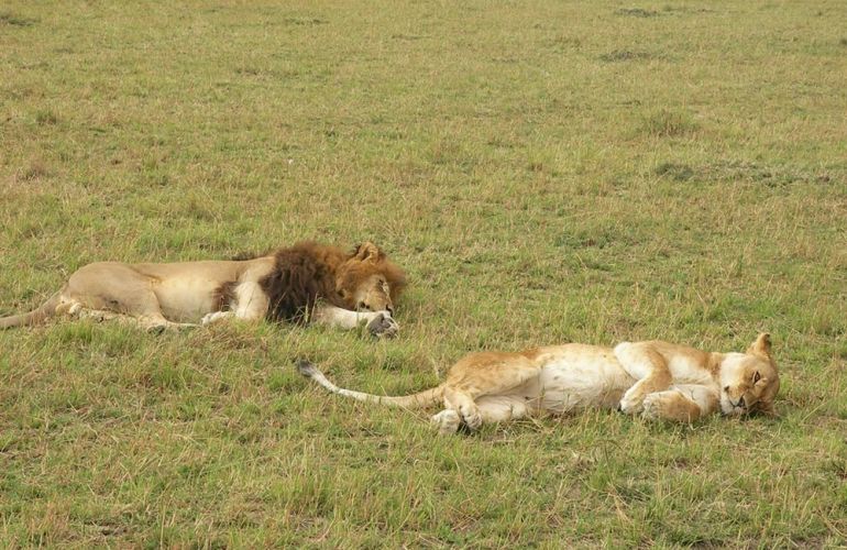 The Hemingway Wing Safari: 14 Days Exploring the Old Africa in Style
