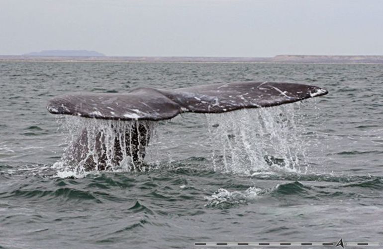 The Extraordinary Whales of Baja