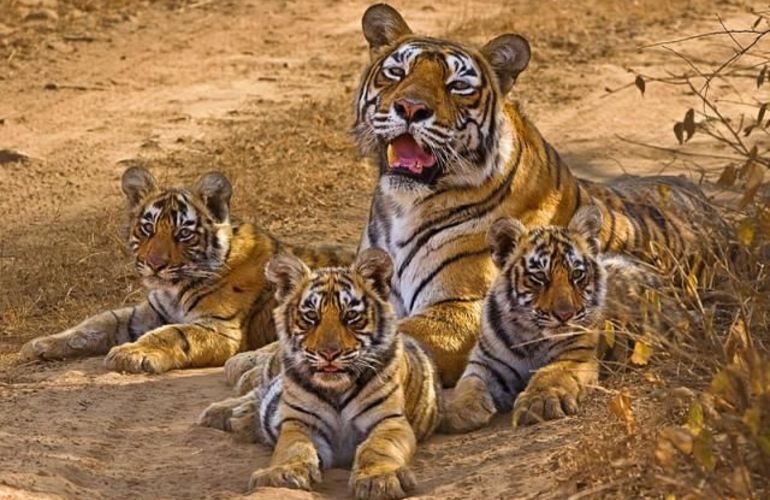 India Nepal Adventure
