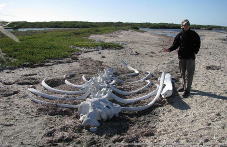 The Extraordinary Whales of Baja