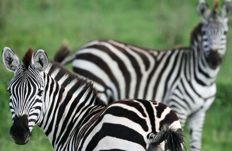 Essence of Tanzania