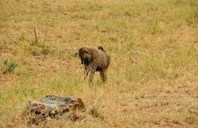 The Micato Grand Safari: The Pinnacle of Luxury Safari Adventure
