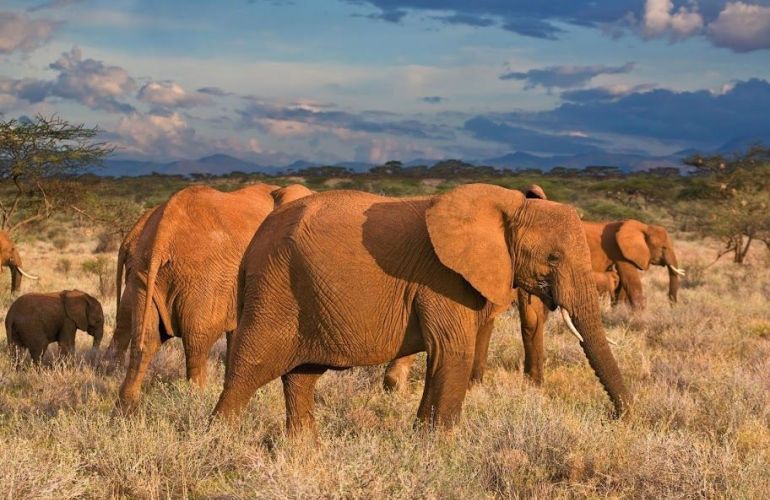 The Hemingway Wing Safari: 14 Days Exploring the Old Africa in Style