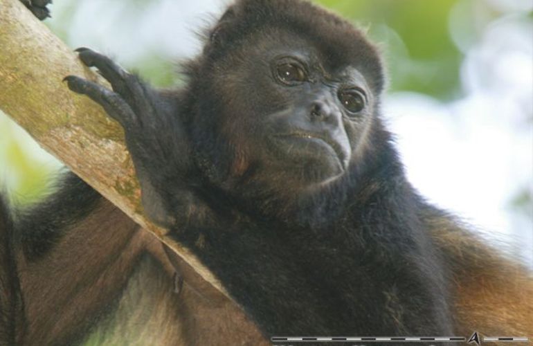 The Natural Jewels of Costa Rica