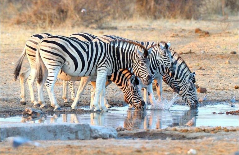 Splendors of Southern Africa - Namibia, Botswana and Zimbabwe