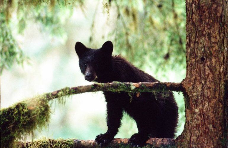 Sail to Haida Gwaii and Queen Charlotte Islands - Island Odyssey 8 Days