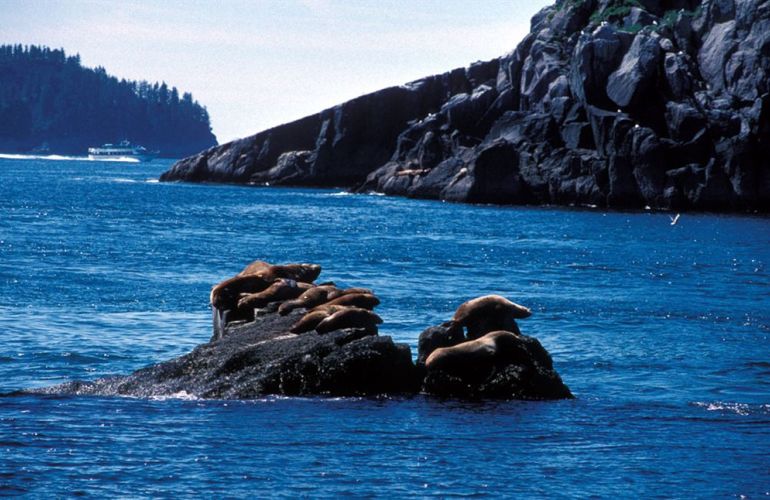 Alaska's Kenai Peninsula Adventure