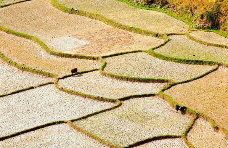 Laya Settlements and Ghasa Trekking Adventure of Bhutan