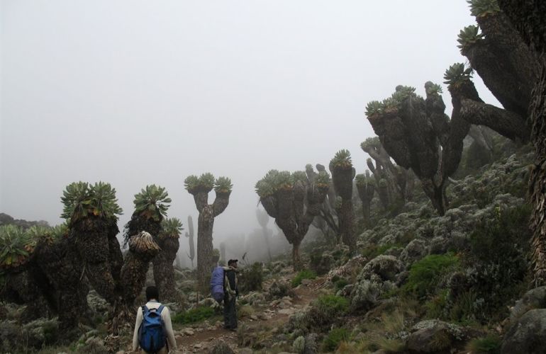 Mt Kilimanjaro - Marangu Route Trek