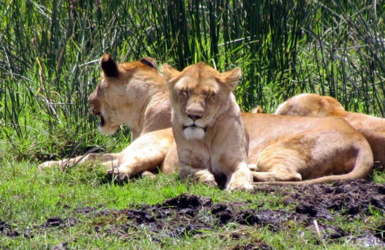32-Day Wildlife & Cultural Experience in Rwanda, Uganda, Kenya & Tanzania