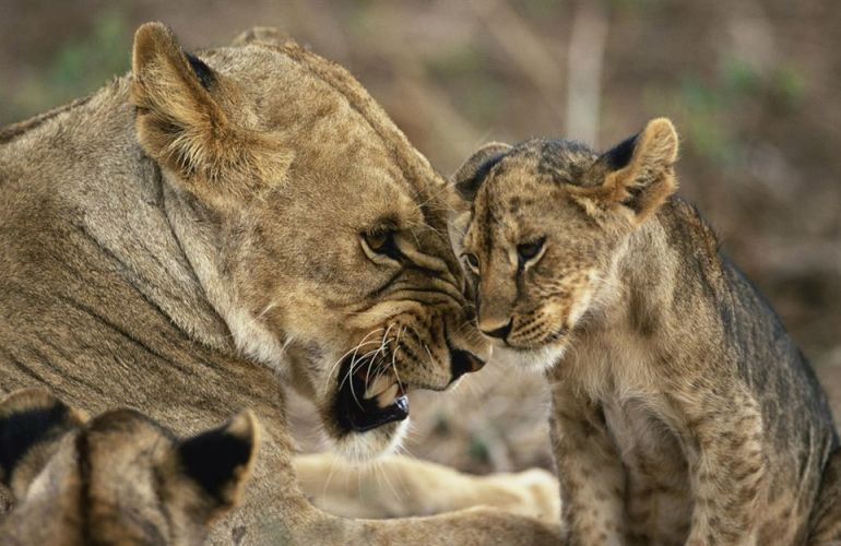 Grand Safari - 15 Day Tour