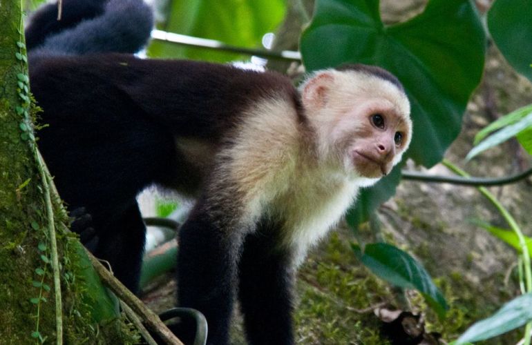 Arenal Rainforest to Manuel Antonio Family Adventure