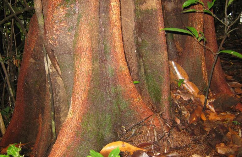 Brazil: 10-Day Cultural Experience