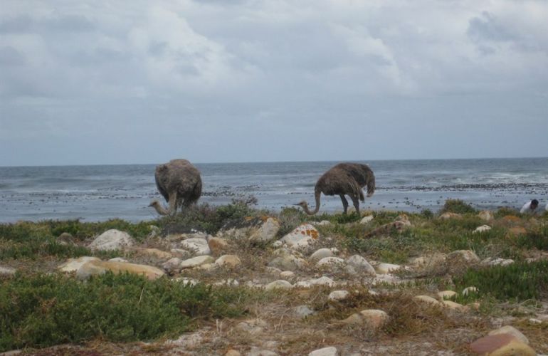 Essence of South Africa - 14 Day Tour