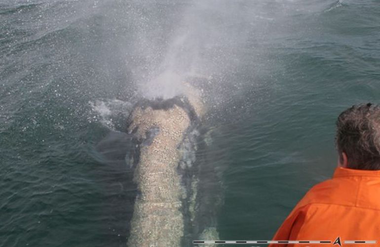 The Extraordinary Whales of Baja