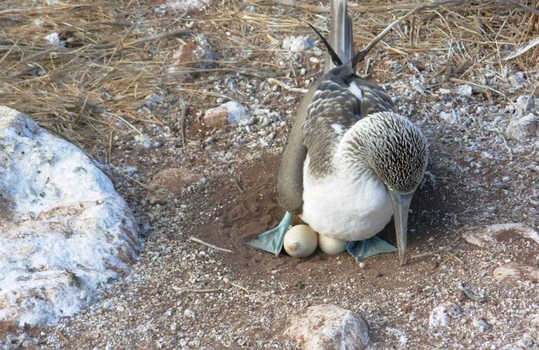 Comfort Galapagos - 6 Days G4 Cruise & Wildlife Adventure in North Islands