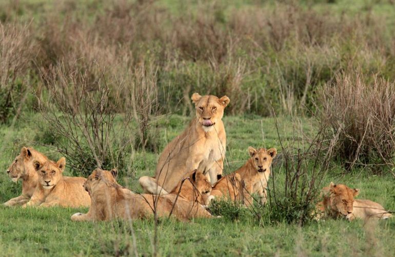 Essence of Tanzania