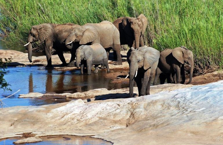 Search out and photograph diverse wildlife in Tarangire Safari Experience